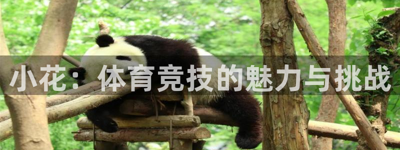 球皇直播体育：小花：体育竞技的魅力与挑战